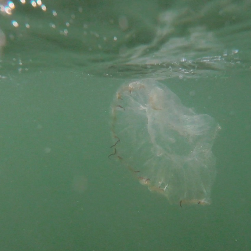 Saw this big jellyfish in the water and got this shot with the GoPro